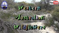 Wildflowers - D